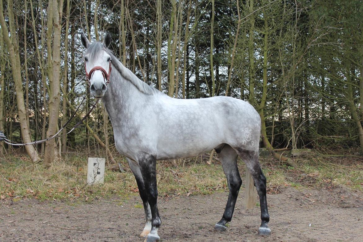 Holstener AK's Carelato billede 2