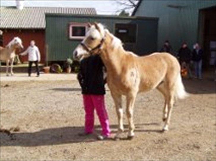 Tyroler Haflinger Valua <3 - Valua som 3 års til kåring
Billedet er lånt af Helene :) billede 7