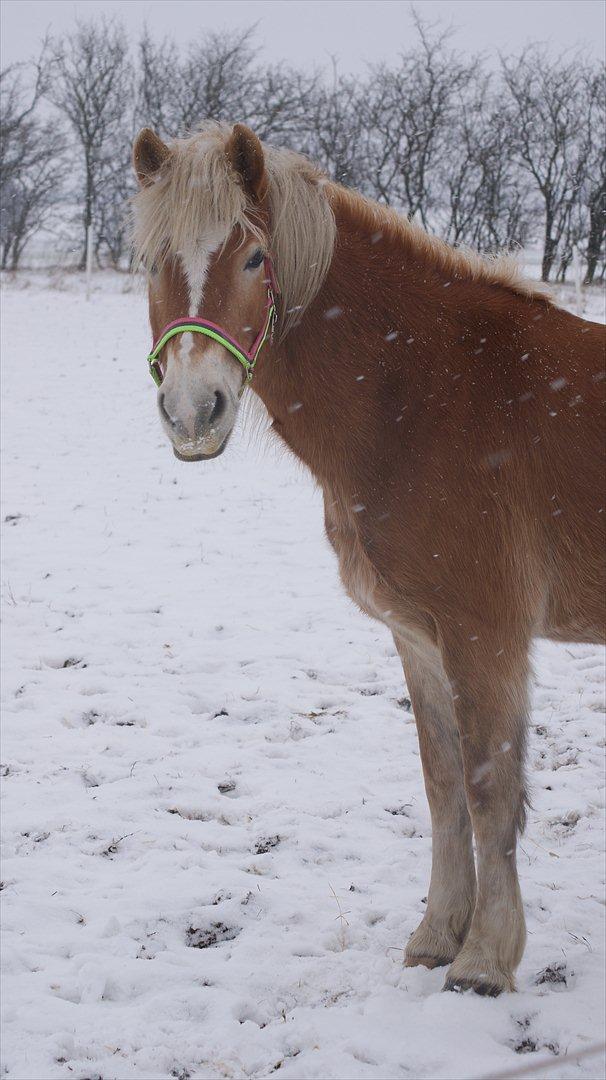 Tyroler Haflinger Valua <3 - Valua på fold billede 10