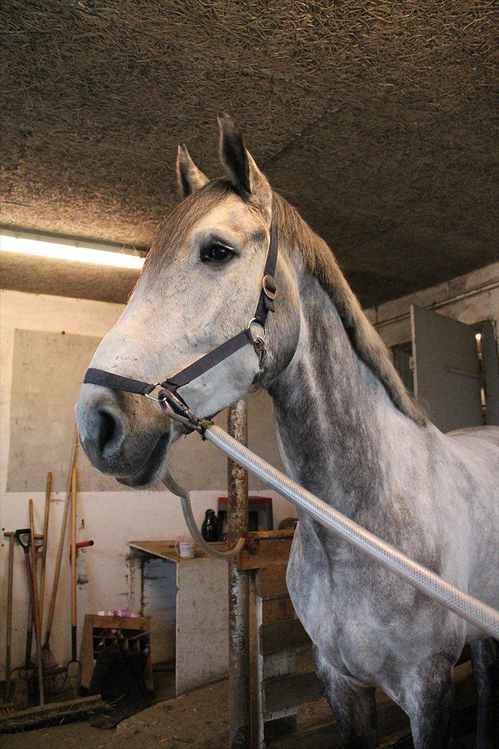 Holstener AK's Carelato billede 6