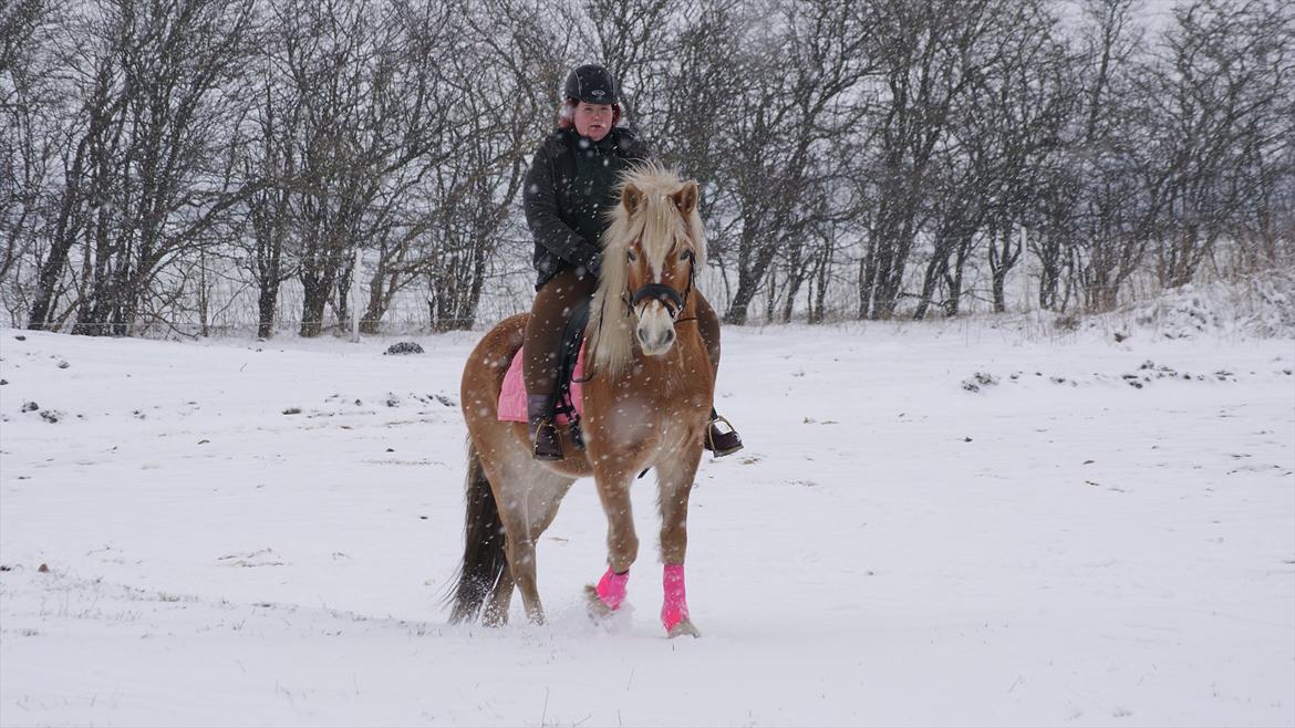 Tyroler Haflinger Valua <3 billede 11