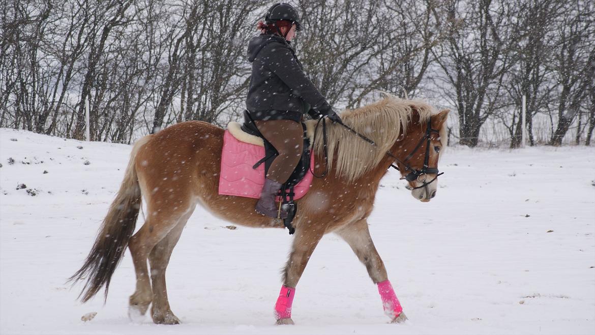 Tyroler Haflinger Valua <3 billede 12