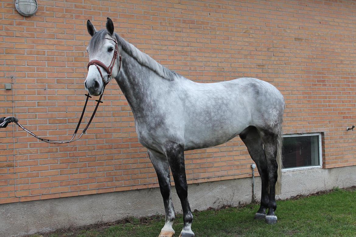 Holstener AK's Carelato billede 7