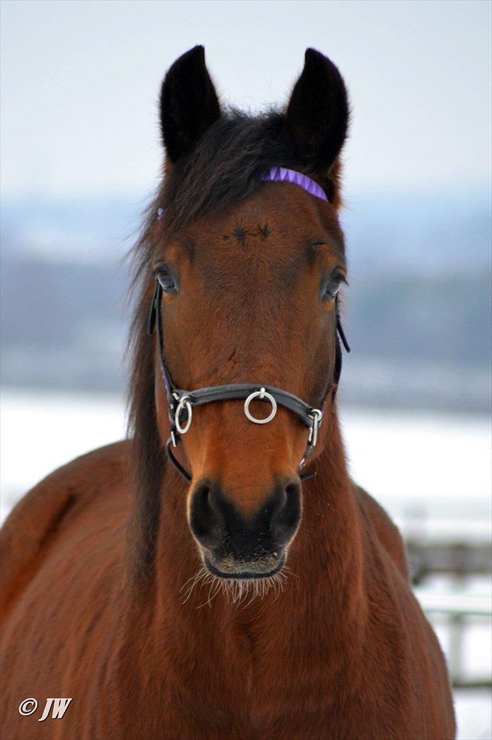 Anden særlig race Stauslykkes Le'Cato - © JW Januar 2012 billede 4