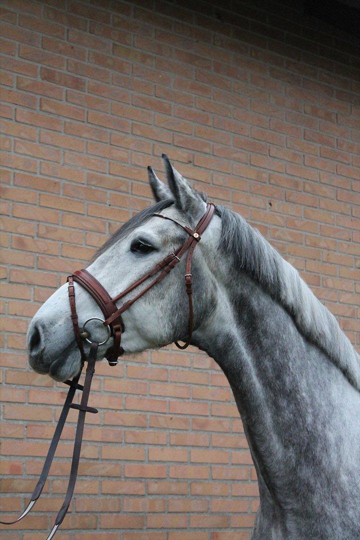 Holstener AK's Carelato billede 8