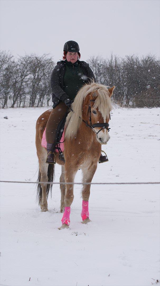 Tyroler Haflinger Valua <3 billede 15