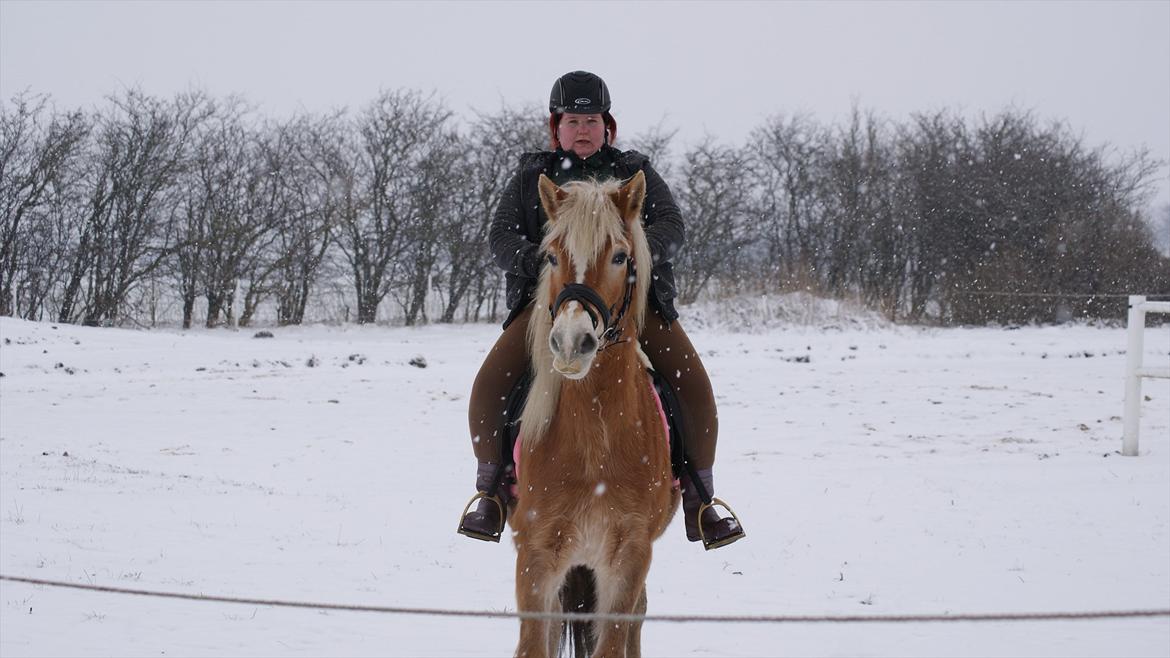 Tyroler Haflinger Valua <3 billede 16