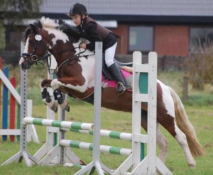 Irish Cob Crossbreed South Lady View<3 - til springstævne på landlyst:) billede 7
