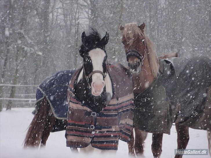 Anden særlig race "koen" Spirit - Søndag d. 29/1-12. Spirit og Midnight hygger sig i sneen!!  billede 10