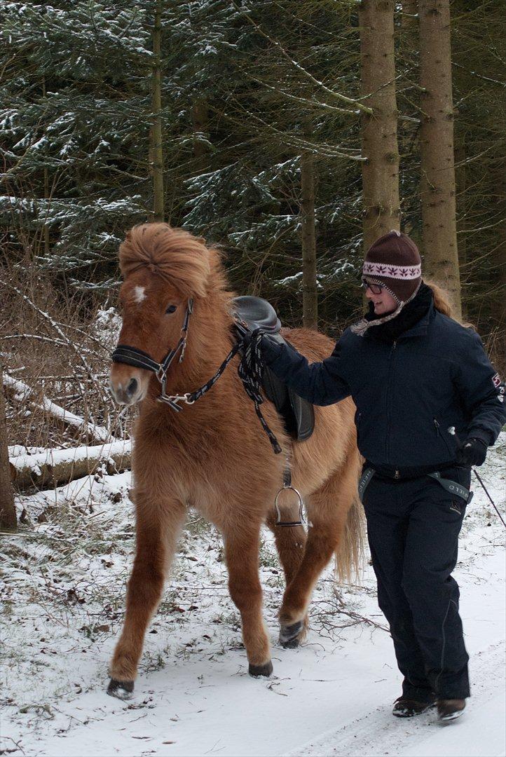 Islænder Audna **PRINSESSEN** - Du er så dygtig når v går tur, nu er du klar på at løbe med mig :) billede 1
