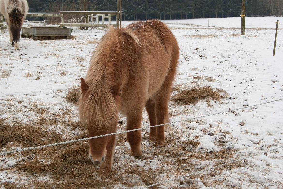 Islænder Audna **PRINSESSEN** - Du kommer altid hen og vil snakke og sige go dag :) billede 2