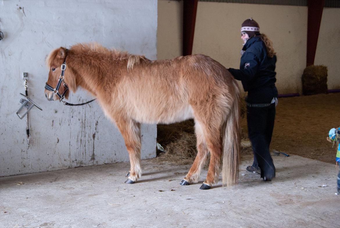 Islænder Audna **PRINSESSEN** - Du elsker at nusses med og strigles <3 billede 3