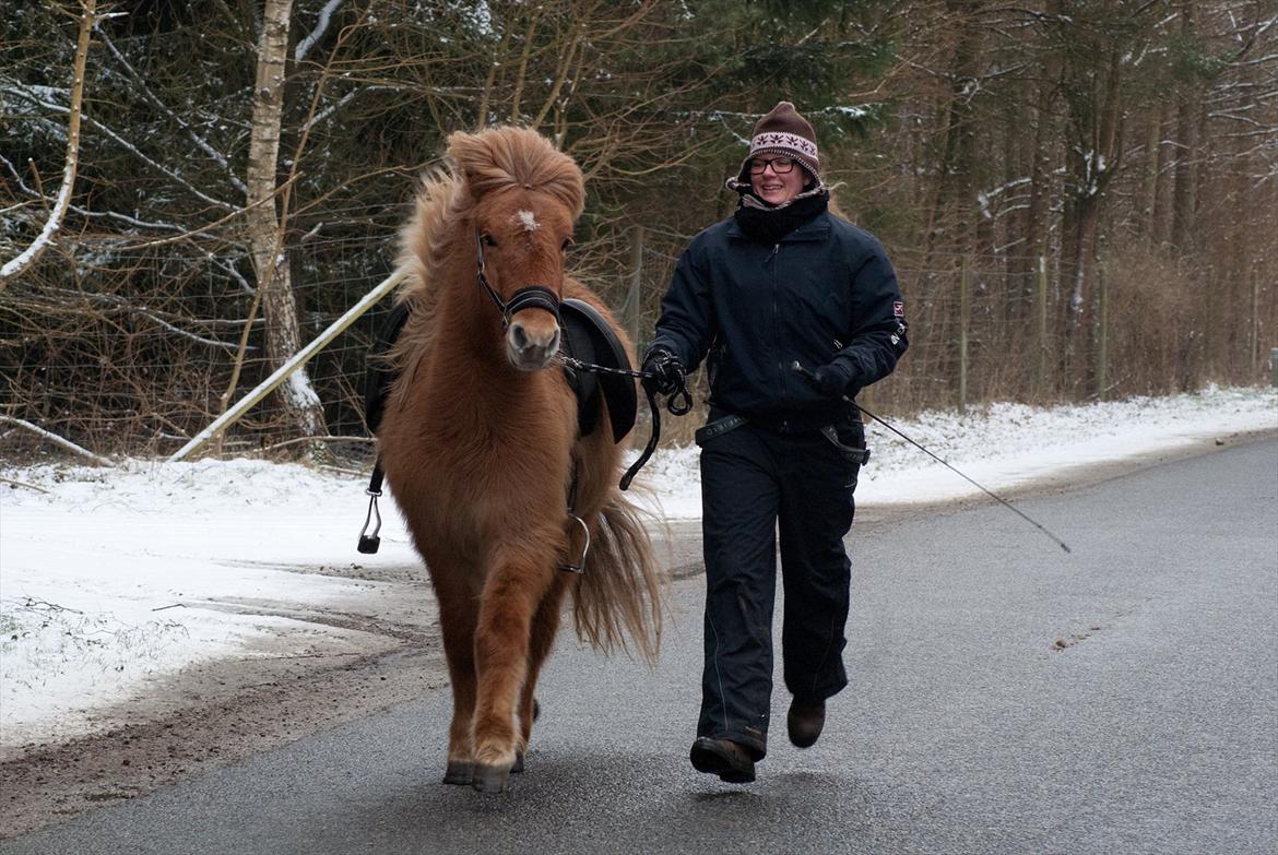 Islænder Audna **PRINSESSEN** - Og på vejen følger du fint med, selvom biler og ALT andet på hjul er farligt ;) du skal nok blive go... billede 4