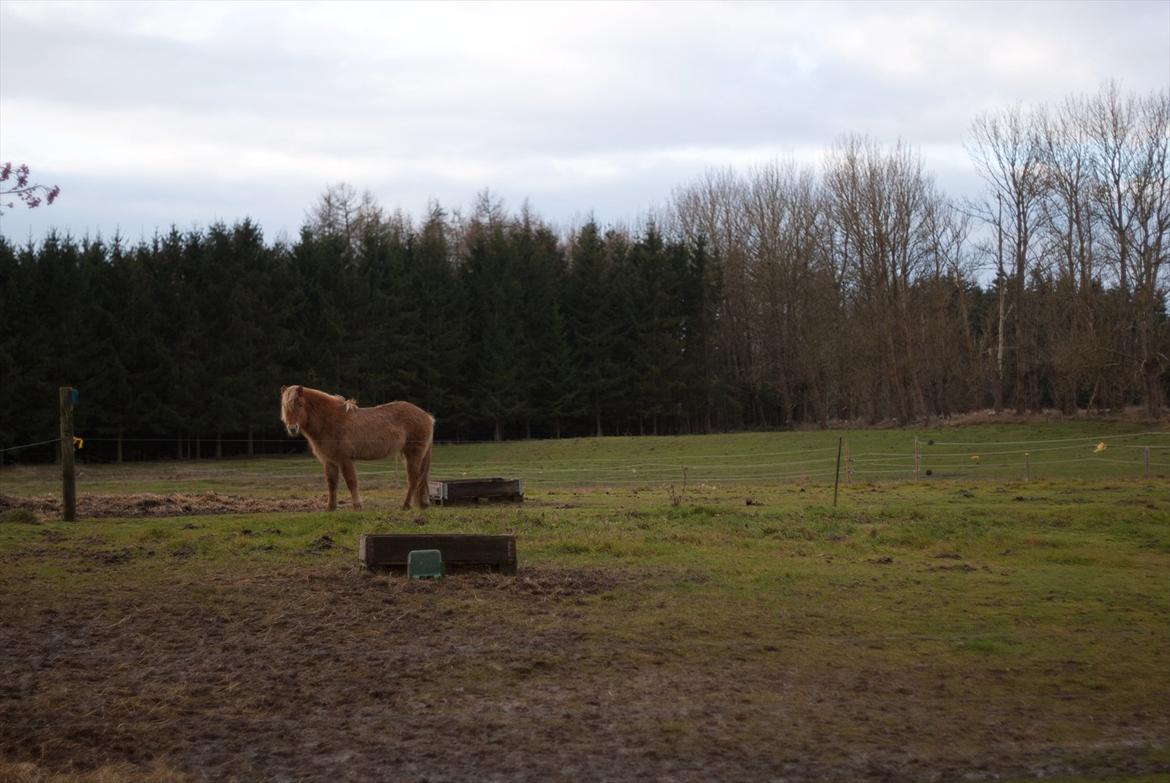Islænder Audna **PRINSESSEN** - Is pigen nyder sine dejlige stor fold :) billede 5
