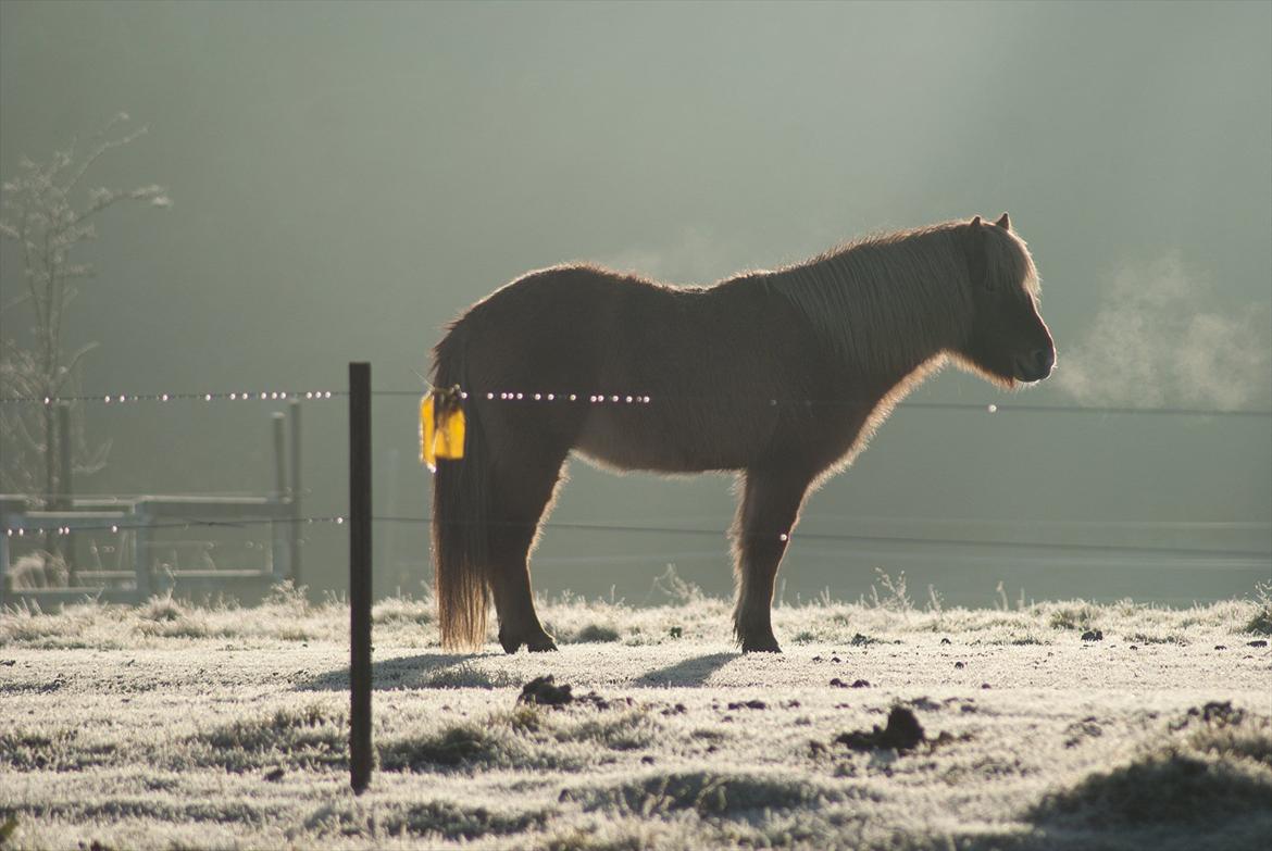 Islænder Audna **PRINSESSEN** - <3 er jo kommet til at holde rigtig meget af deg ;) billede 6