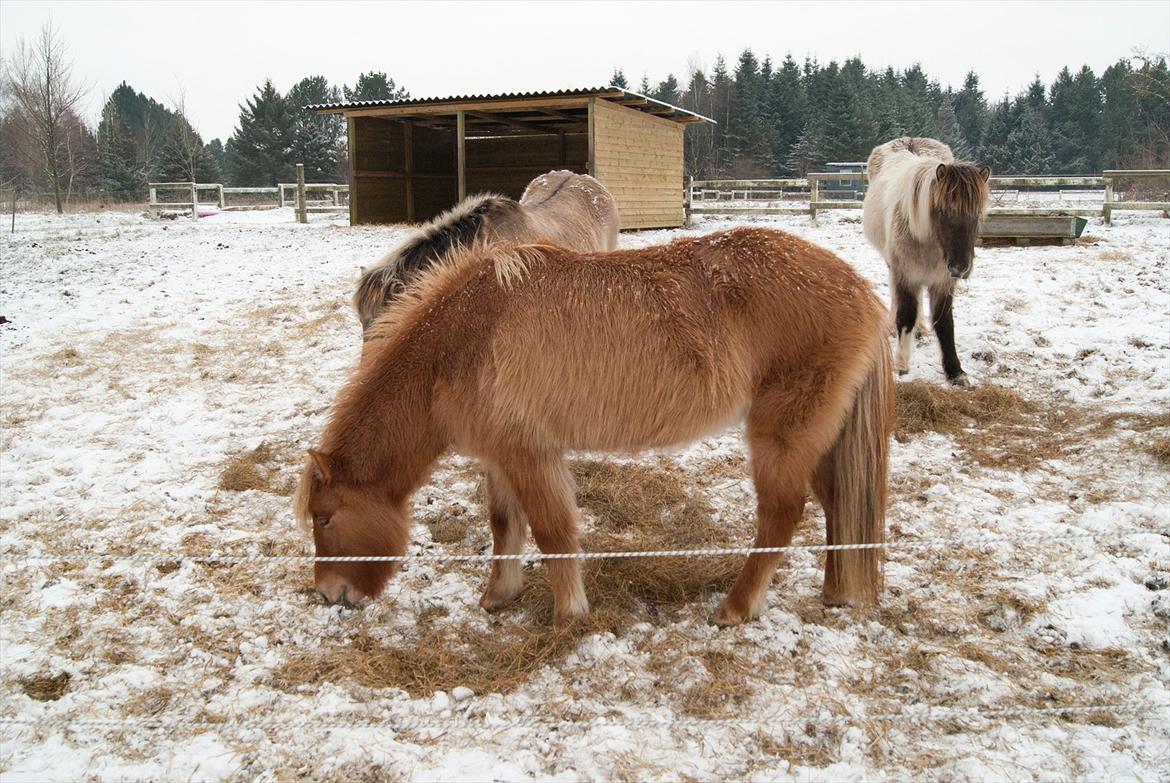 Islænder Audna **PRINSESSEN** - Ja så det vinter og isprinsessen har fået masser af pels, dejligt ;) billede 7