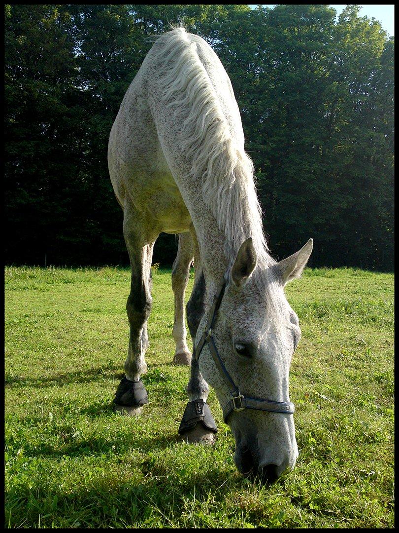 Holstener - Picadelly - *sommeren 2010* billede 3