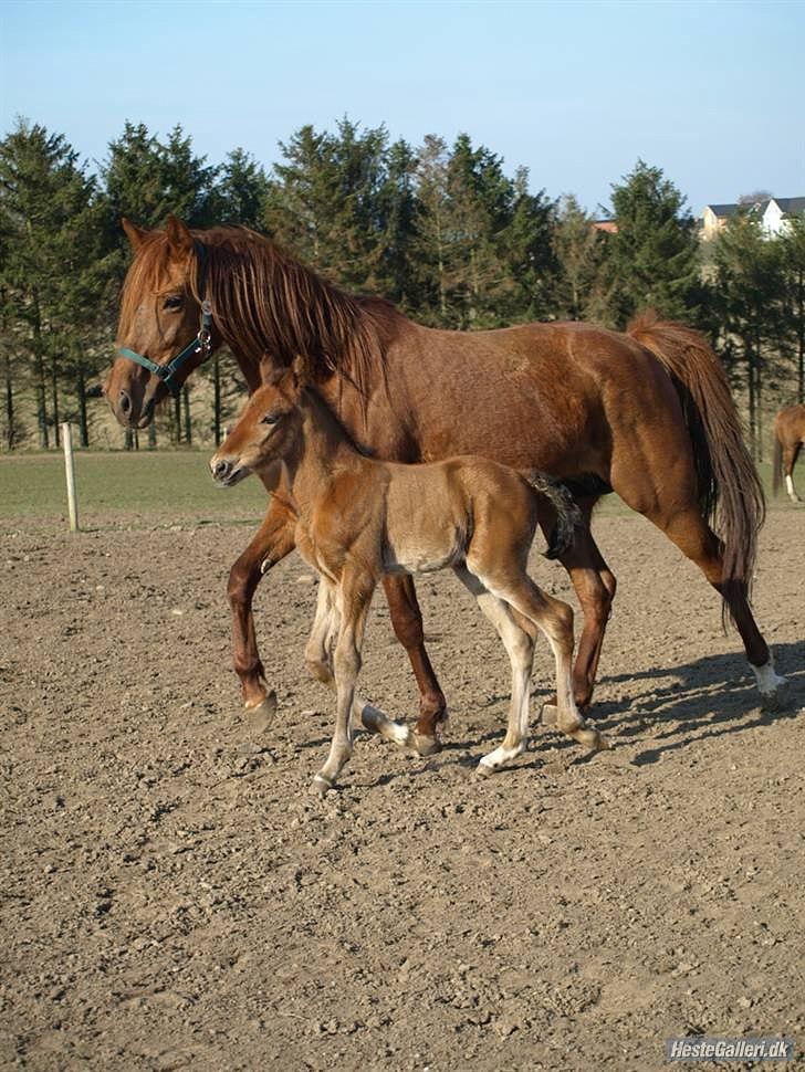 Traver Fair Lady - Fair og hendes føl (Safran Sali). billede 1