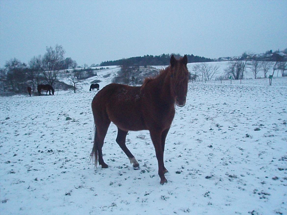 Traver Fair Lady - 2012. billede 2