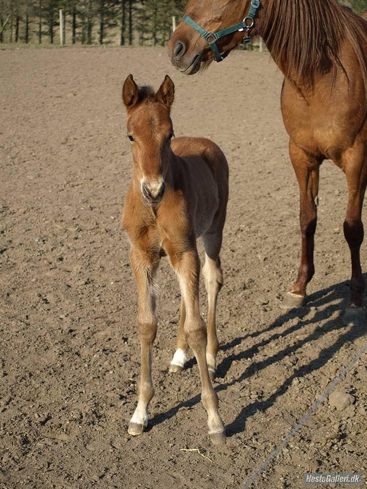 Traver Fair Lady - Fair og hendes føl (Safran Sali). billede 3