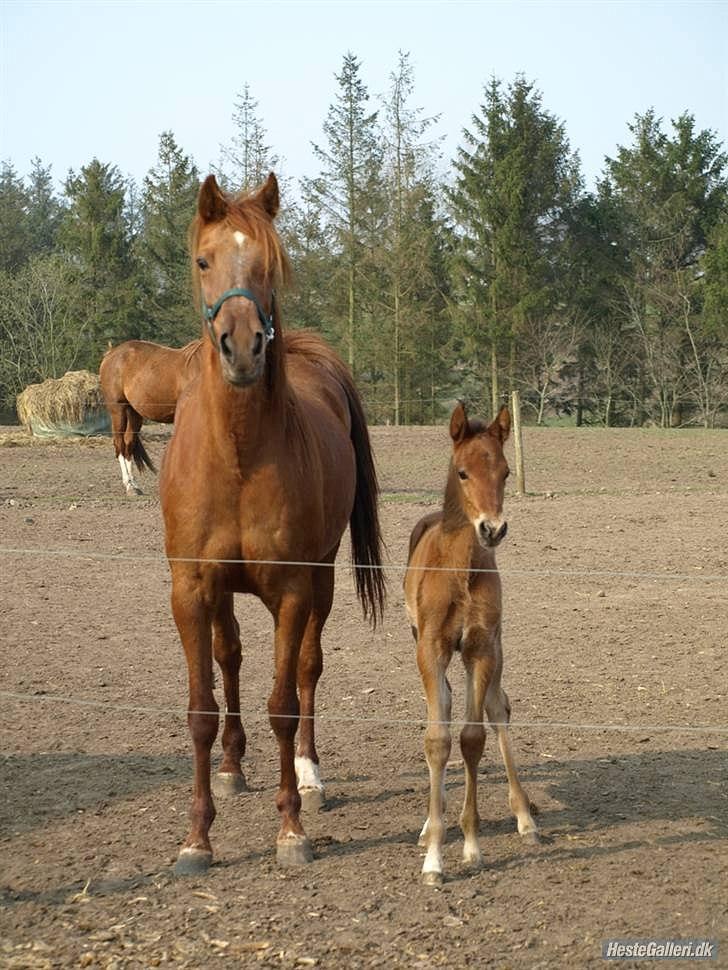 Traver Fair Lady - Fair og hendes føl (Safran Sali). billede 4