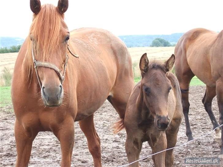 Traver Fair Lady - Fair og hendes føl (Oktan Sali). billede 5