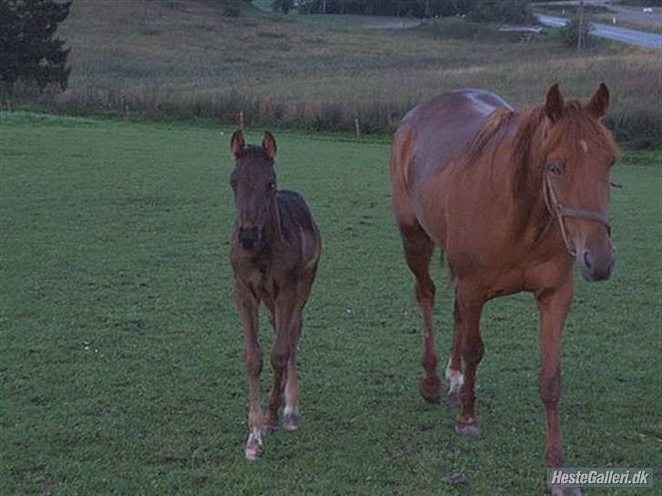 Traver Fair Lady - Fair og hendes føl (Oktan Sali). billede 6