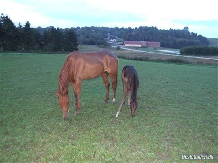 Traver Fair Lady - Fair og hendes føl (Oktan Sali). billede 7