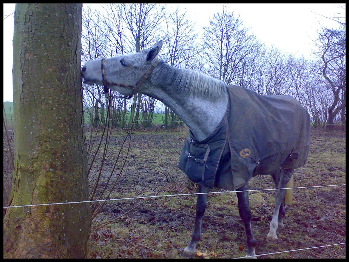 Holstener - Picadelly - *Dullens elskede træ, som hun altid "kysser" når hun kommer ud, eller bider i når hun er sur ;), foråret 2008* billede 10