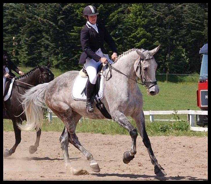 Holstener - Picadelly - *Fra dressurstævnet i Boller Rideklub, opvarmningen til LC2, hvor vi fik en blå sløjfe med 62,17%, maj 2009* billede 11