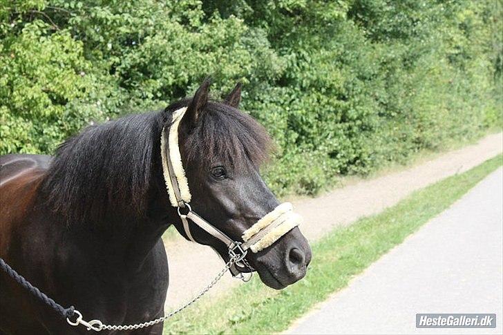 Hollandsk Sportspony Black Boy billede 1