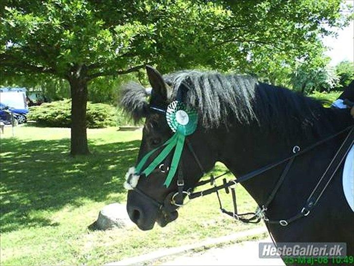 Hollandsk Sportspony Black Boy billede 2