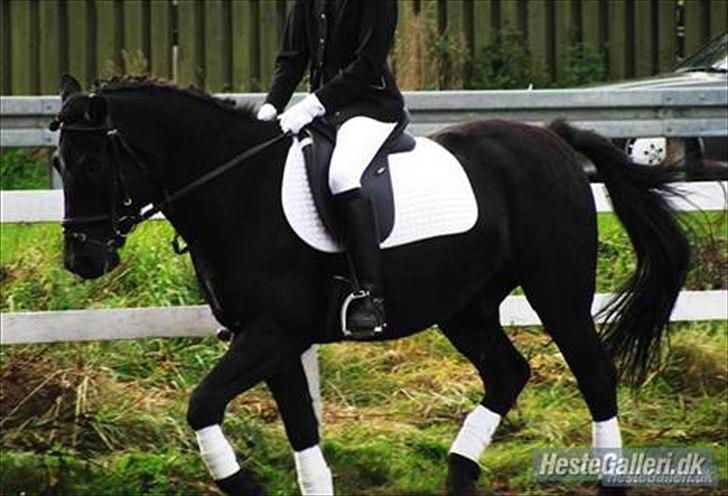 Hollandsk Sportspony Black Boy billede 5