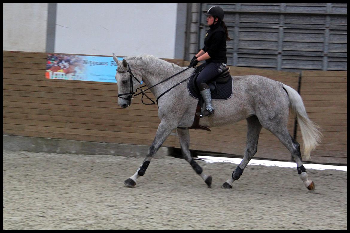 Holstener - Picadelly - *Opvarmning til springundervisning, sommeren 2011* billede 14