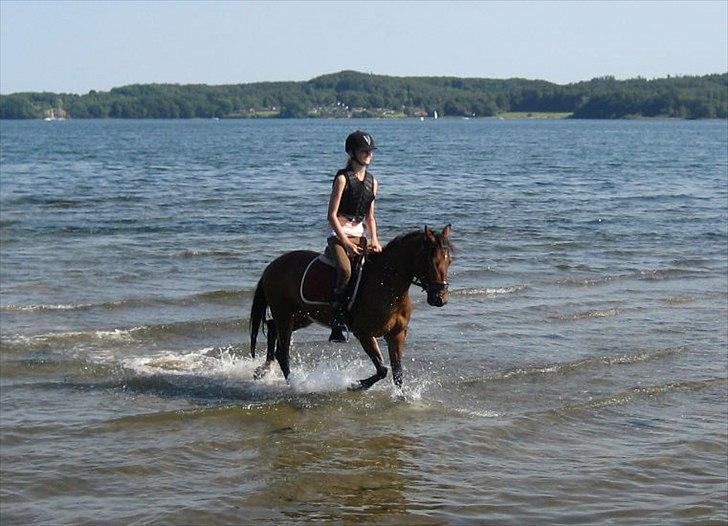 Anden særlig race Quick Brown Lady Z <3 billede 18