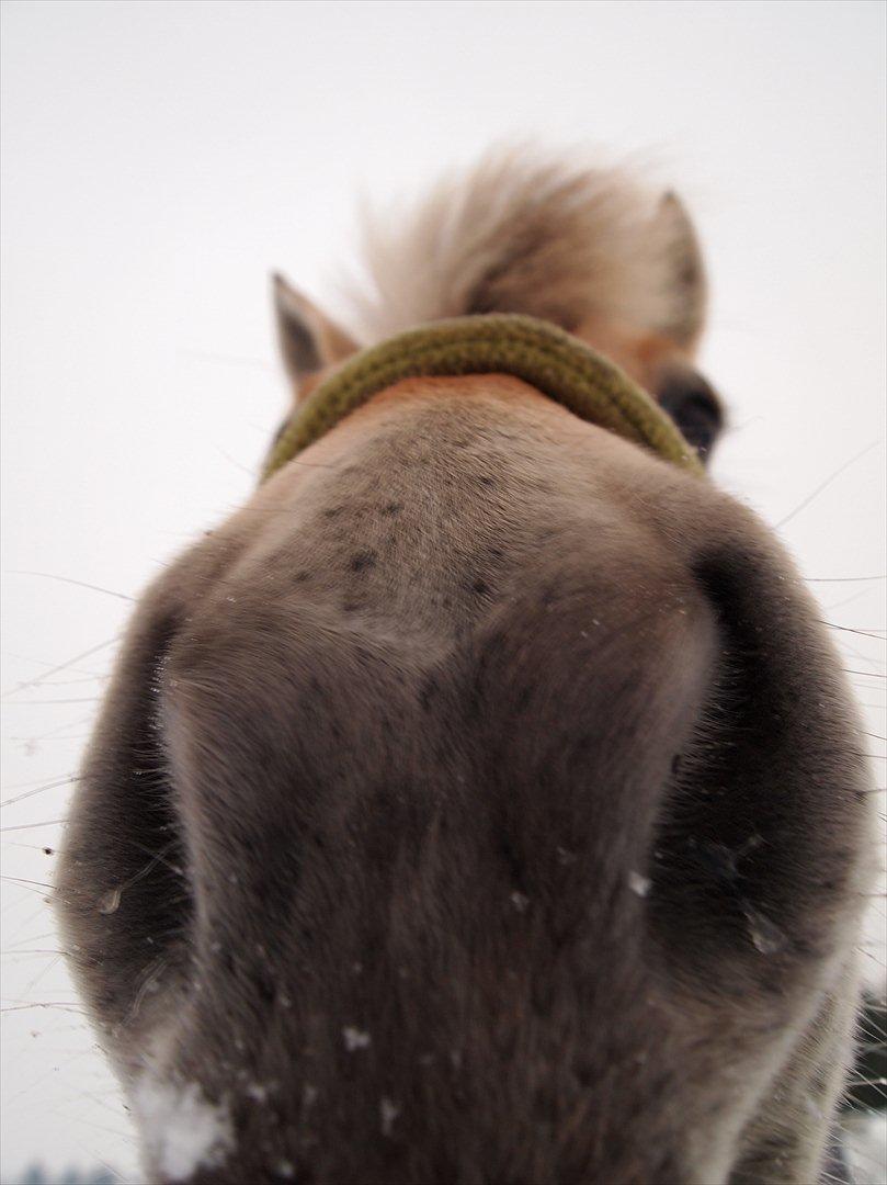 Fjordhest Amanda ( mulle-pigen ) - Bløde mule <3
 billede 28