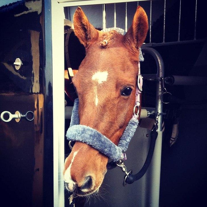 Hollandsk Sportspony Chanell S - Nelle i traileren billede 15