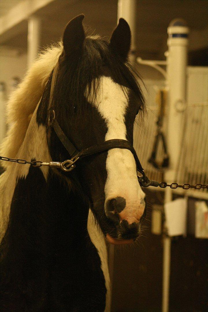 Irish Cob Mars <3 | Mit liv. <3 |  - Jeg elsker dig Mars. <3  billede 10