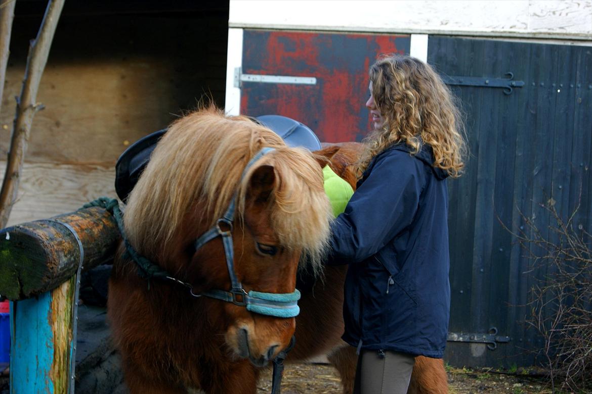 Islænder Stjarni billede 8