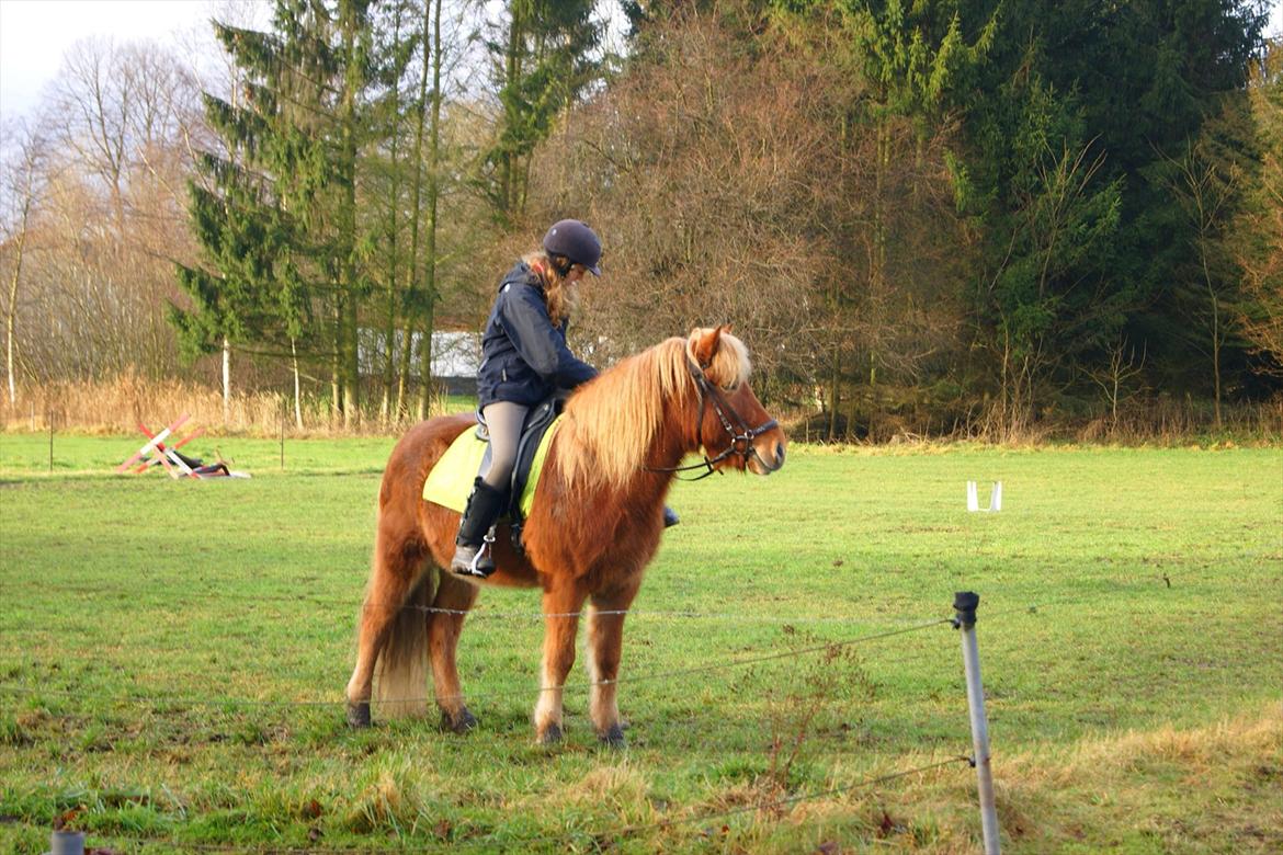 Islænder Stjarni billede 10