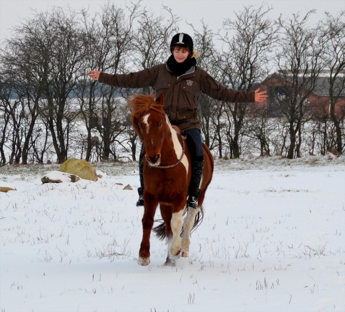 Pinto Nikita  billede 15