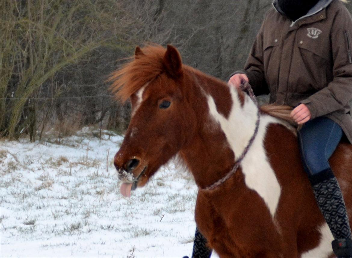 Pinto Nikita  billede 14