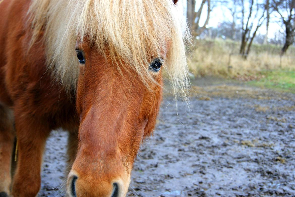 Islænder Stjarni - Heeeey :] billede 11