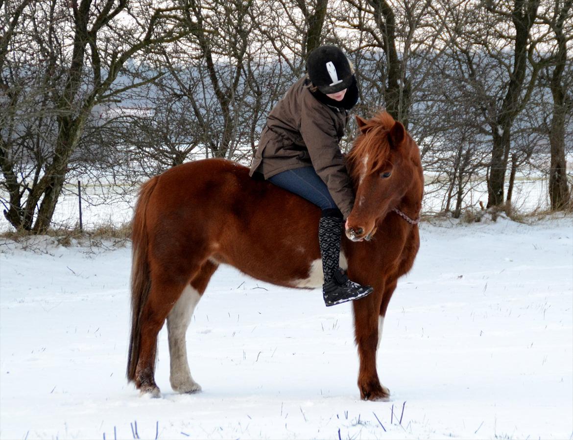Pinto Nikita  billede 1
