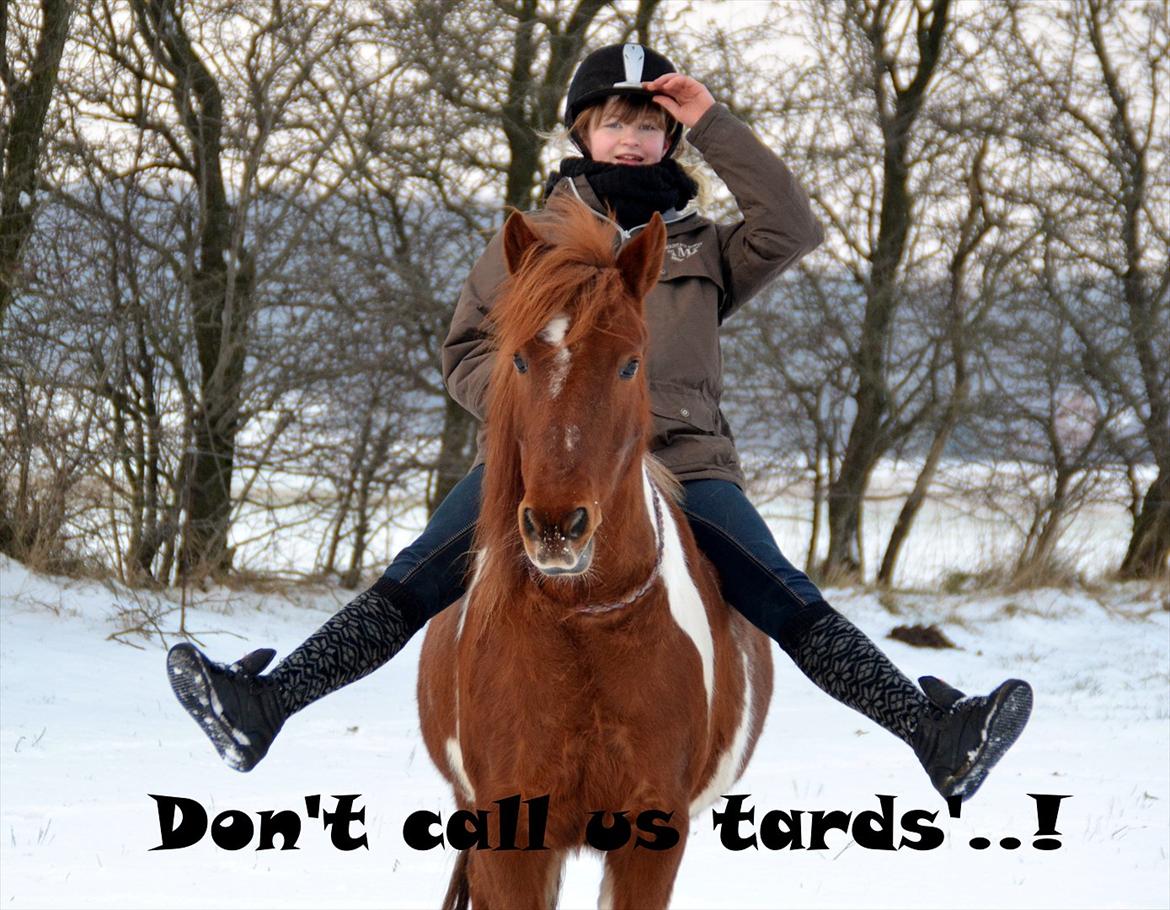 Pinto Nikita  billede 6