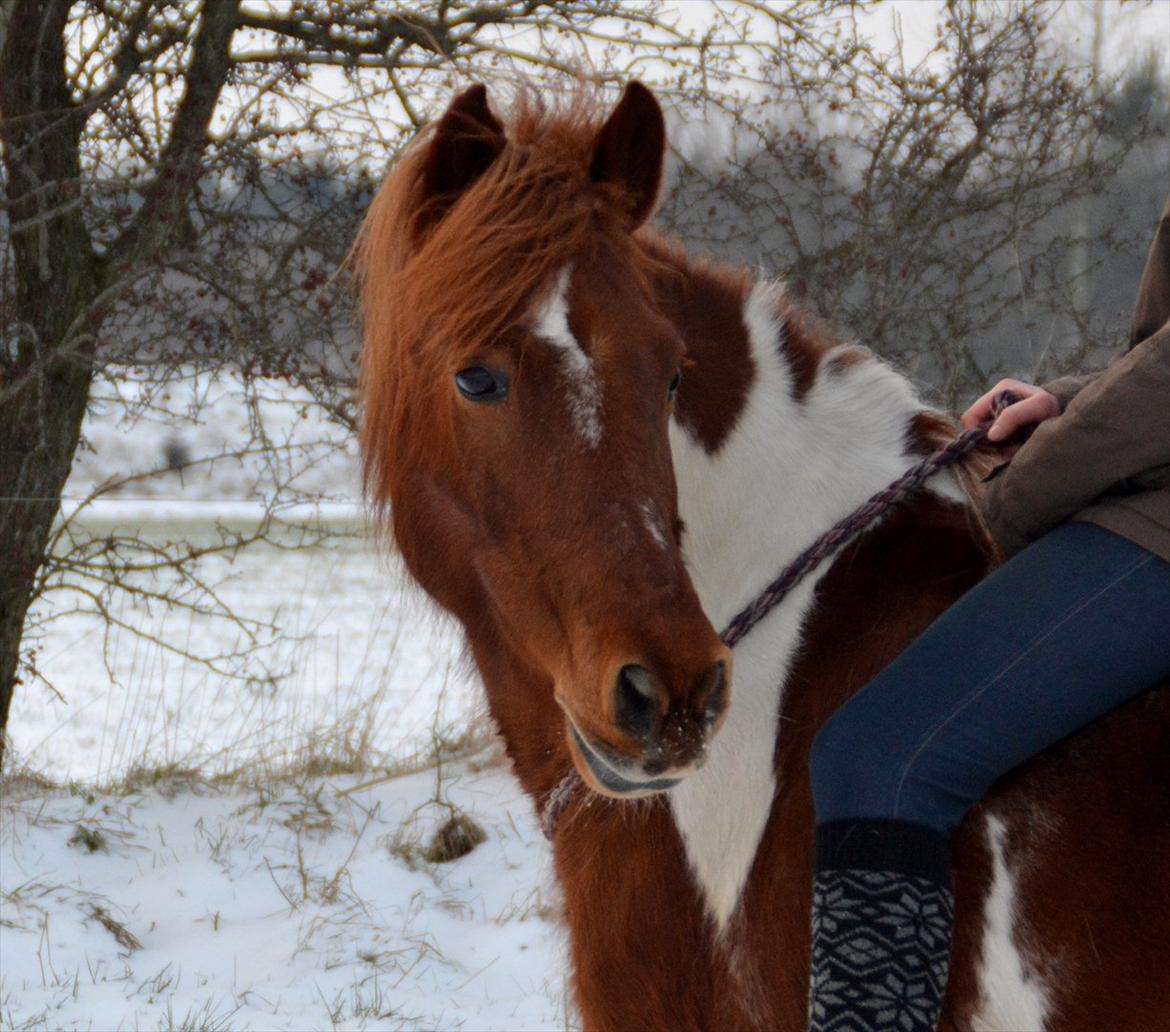 Pinto Nikita  billede 2