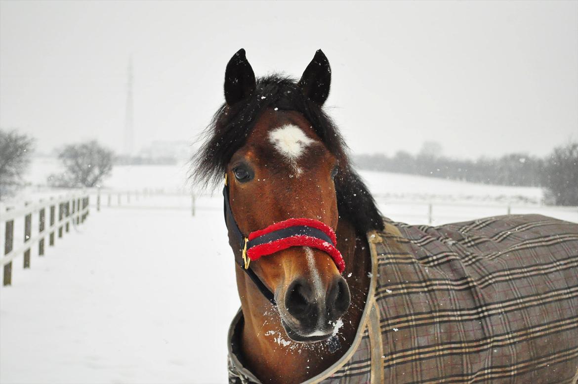 Anden særlig race Linus SOLGT :'( - Min dejlige pony i sneen 2012.. billede 20