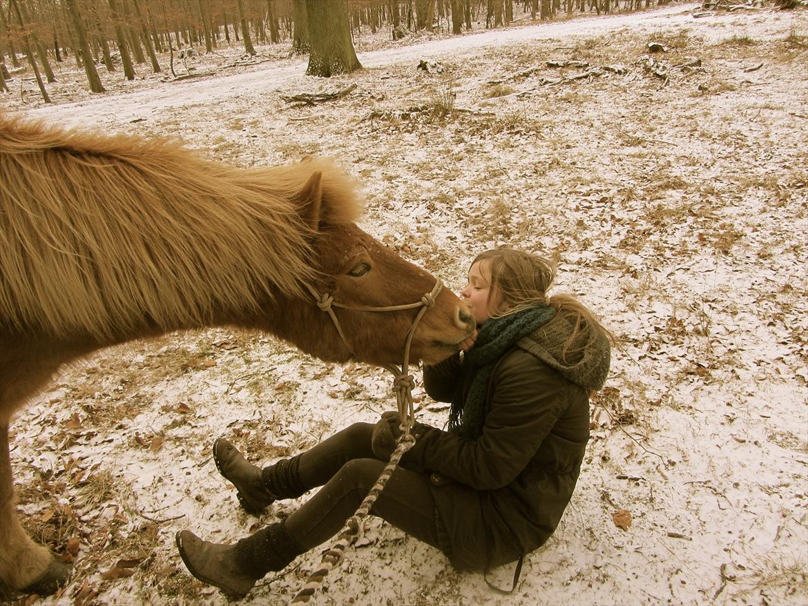Islænder Halli fra Dyrehavegård <3 - Endnu en møsser til Malle :)
På skovtur i den første sne.

Januar 2012. billede 5