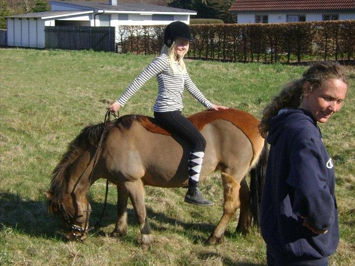 Gotlandsruss Julie (Dulle) - Ridelejr 2011, jeg sidder baglæns på Julie;D
- læs historien i teksten:) billede 12