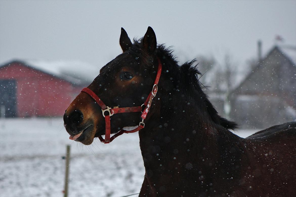 Anden særlig race Cornelia - Så sød kan man også være! <3 billede 11